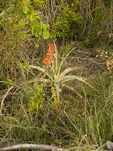 Aloe aldabrensis_1.JPG